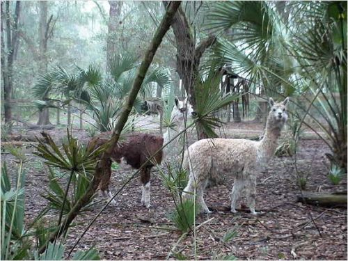 Suri Alpacas