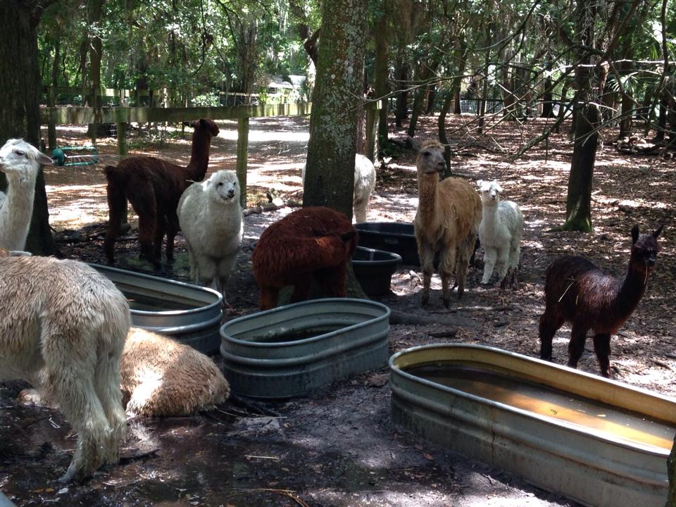 Suri Alpacas