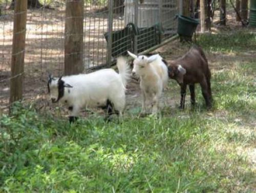 Pygmy Goats