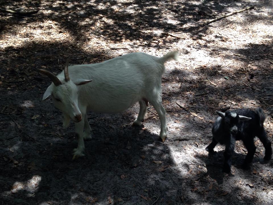 Pygmy Goats