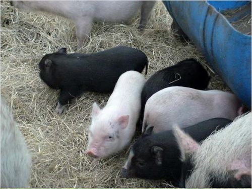 Teacup Pot Belly Pigs